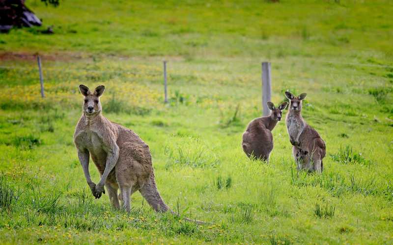 Khám phá đảo Kangaroo tại Úc