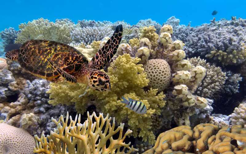 Trải nghiệm lặn biển có một không hai tại Great Barrier Reef