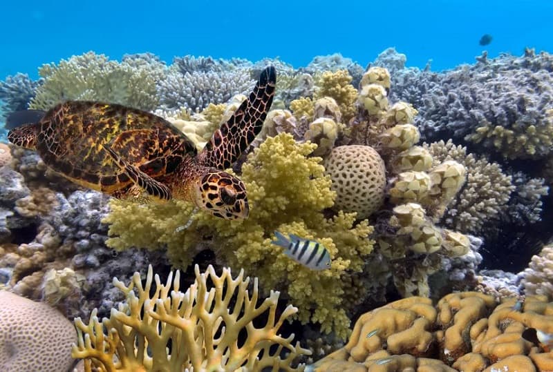 Great Barrier Reef, Queensland có đến hơn 2900 rạn đá san hô 