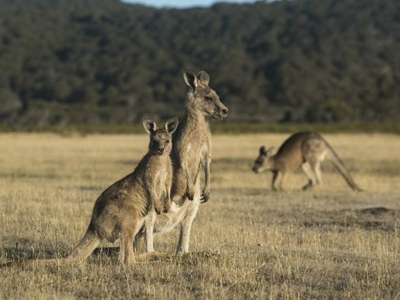 Chuột túi Kangaroo là biểu tượng của Úc