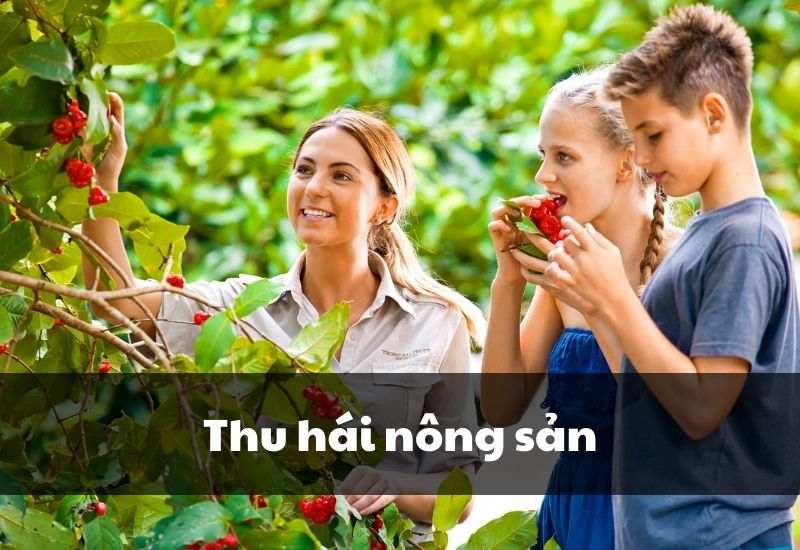 Công việc thu hái nông sản tại Úc 