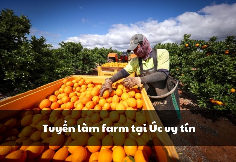 Tuyển làm farm tại Úc uy tín 